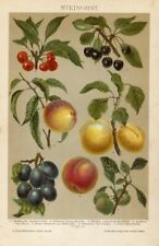 1895 antica stampa usato  Pescara