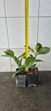 Lauroceraso vaso cm. usato  Pescia