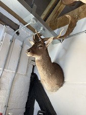 Fallow stag colin for sale  SOLIHULL