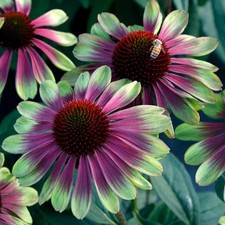 Echinacea sweet sandia for sale  UK