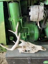 Whitetail deer skull for sale  Federalsburg
