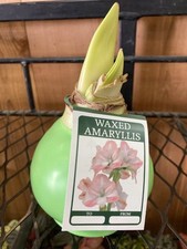 Waxed pink amaryllis for sale  Baldwin Park