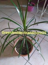 Dracena marginata altezza usato  Montegrotto Terme