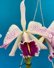 Cattleya maxima semi for sale  San Francisco