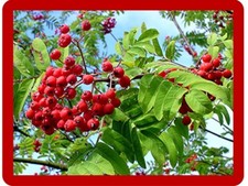 Vogelbeerbaum jungpflanzen ebe gebraucht kaufen  Kirchhundem