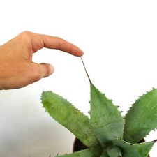 Agave utahensis ovatifolia usato  Napoli