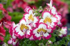 250 graines fleur d'occasion  Clermont-Ferrand-