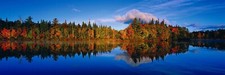Peter lik fall for sale  Saint Paul