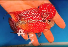 Exotic flowerhorn kamfa for sale  Garden Grove