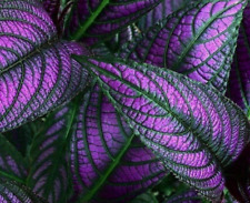 Persian shield halloween for sale  North Adams