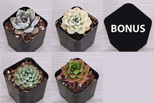 Various live succulent for sale  San Jose