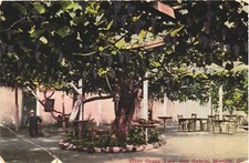 Giant grape vine for sale  Lakewood