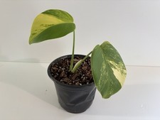 Monstera borsigiana aurea for sale  Providence