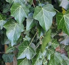 Hedera helix english for sale  ABINGDON