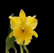 Rlc golden godzilla for sale  San Francisco
