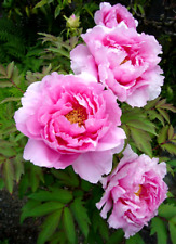 Graines pivoine arbre d'occasion  Sanary-sur-Mer