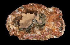 Colorful madagascar petrified for sale  Sammamish
