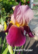Schwertlilie iris gebraucht kaufen  Kandern