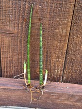 Miniature snake plant for sale  San Diego