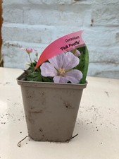 Geranium pink pouffe for sale  WOLVERHAMPTON