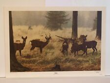 Reh rehwild rehbock gebraucht kaufen Reh rehwild rehbock gebraucht kaufen  Cottbus