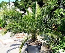 Phoenix reclinata senegal gebraucht kaufen  Altrip