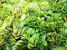 Salvinia auriculata floating for sale  PLYMOUTH