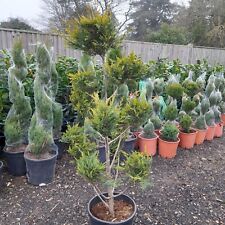 Multi stem pom for sale  EGHAM
