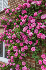 Rose garden plants for sale  MELTON MOWBRAY