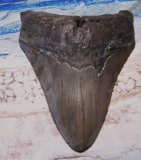 shark jaws for sale shark jaws for sale Hinesville