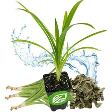 Pandan pandanus amaryllifolius for sale  Lakeland