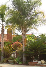 Tropical queen palm for sale  Fountain Valley