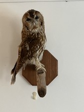 Taxidermy tawny owl for sale  LAUNCESTON