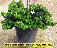 Boxwood beauty natal for sale  Homestead