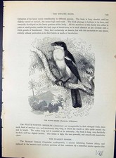 Old flute shrike for sale  UK