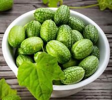 Cucamelon seeds mouse for sale  Buffalo
