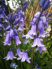 Hasenglöckchen blumenzwiebeln gebraucht kaufen  Siegen