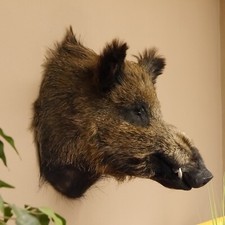 Wildschwein europäische keile gebraucht kaufen  Nagel