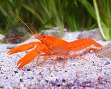 Live cherax holthuisi for sale  Tampa