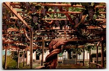 Postcard giant grape for sale  Altoona