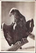 1017 stpreussen vogelwarte gebraucht kaufen 1017 stpreussen vogelwarte gebraucht kaufen  Hattingen