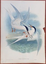 John gould ornitologia usato  Roma