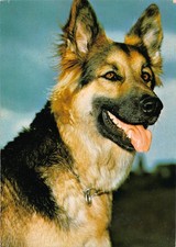 Tiere deutscher schäferhund gebraucht kaufen  Deutschland