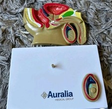 Anatomical model testicular for sale  ST. HELENS