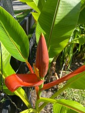 Musa laterita live for sale  Gainesville