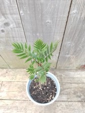 Rowan tree bonsai for sale  GALASHIELS