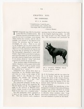 Schipperke section 1907 for sale  COLEFORD