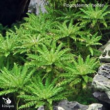 Pogostemon helferi live for sale  HOUNSLOW