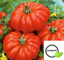 Tomate costoluto fiorentino gebraucht kaufen  Markgröningen