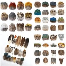 Natural feathers pheasant for sale  PETERBOROUGH